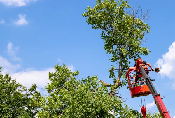 Pruning tree Pruning tree